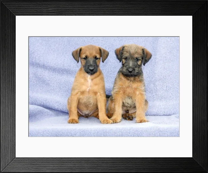 Framed Print : Dogs - Westfalia / Wetfalen Terrier Puppies - 2 puppies sitting together, Lower Saxony, Germany Framed Print : Dogs - Westfalia / Wetfalen Terrier Puppies - 2 puppies sitting together, Lower Saxony, Germany
