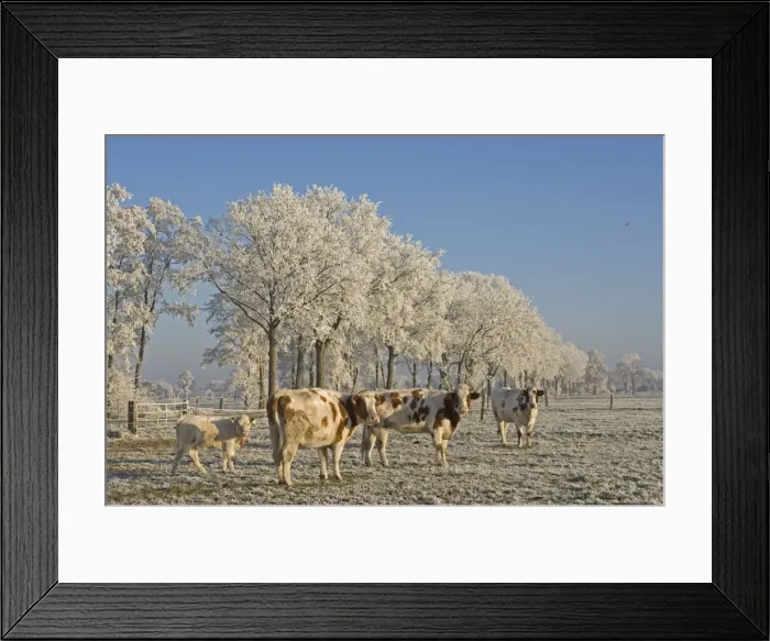 Framed Print : Cattle - in snow Framed Print : Cattle - in snow