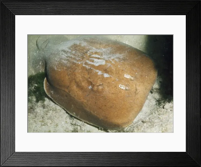 Framed Print : Electric Ray Great Barrier Reef Framed Print : Electric Ray Great Barrier Reef