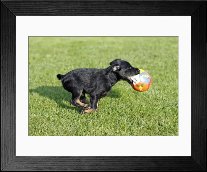 Framed Print : Dog - Westfalia  /  Westfalen Terrier - puppy running across garden lawn with ball, Lower Saxony, Germany