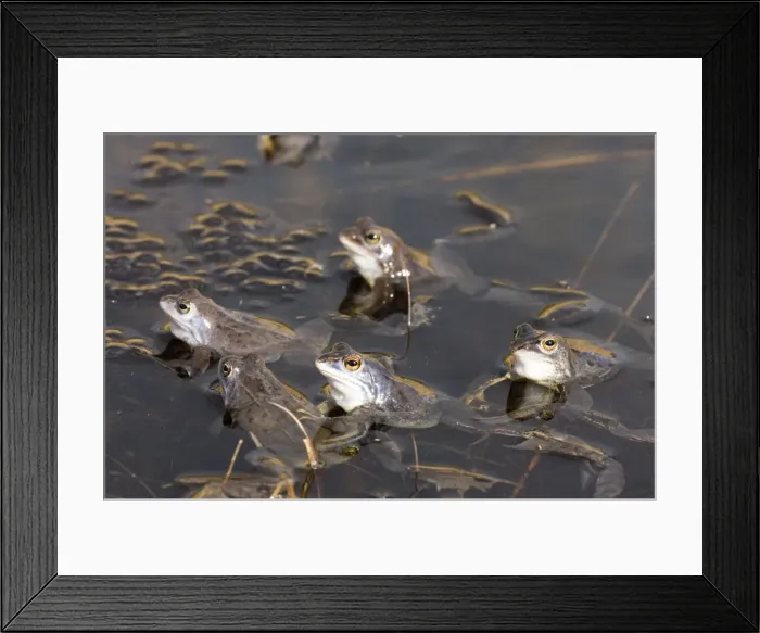 Framed Print : Moor frog Frogspawn during mating season in March