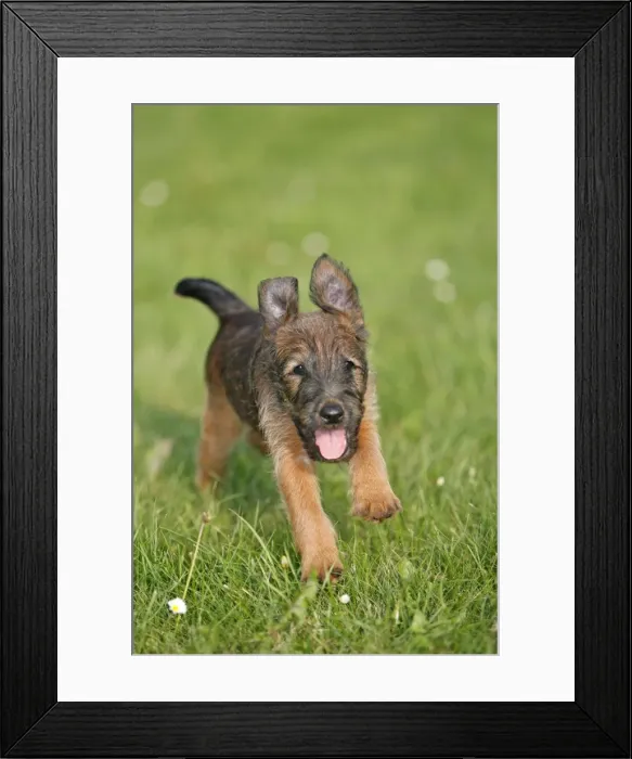 Framed Print : Dog - Westfalia / Westfalen Terrier - puppy running across garden lawn, Lower Saxony, Germany Framed Print : Dog - Westfalia / Westfalen Terrier - puppy running across garden lawn, Lower Saxony, Germany