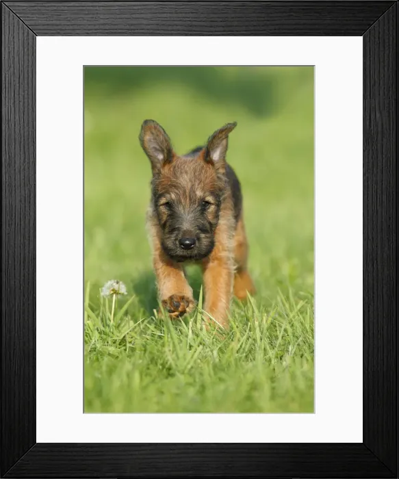 Framed Print : Dog - Westfalia / Westfalen Terrier - puppy running across garden lawn, Lower Saxony, Germany Framed Print : Dog - Westfalia / Westfalen Terrier - puppy running across garden lawn, Lower Saxony, Germany