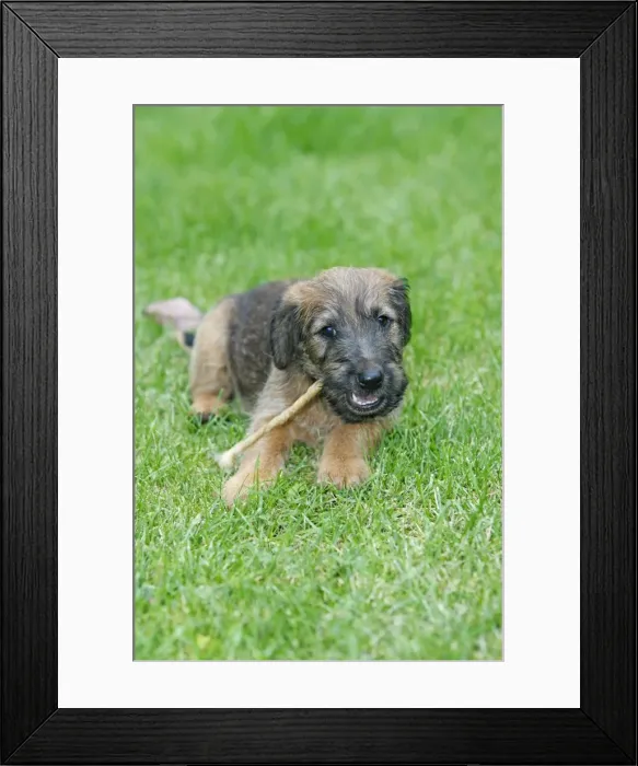 Framed Print : Dog - Westfalia  /  Westfalen Terrier - puppy chewing puppy stick on garden lawn, Lower Saxony, Germany