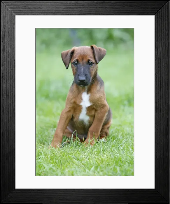 Framed Print : Dog - Westfalia  /  Westfalen Terrier - puppy sitting on garden lawn, Lower Saxony, Germany
