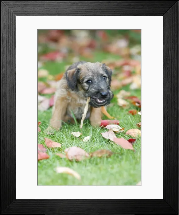 Framed Print : Dog - Westfalia  /  Westfalen Terrier - puppy chewing puppy chew stick on garden lawn, Lower Saxony, Germany