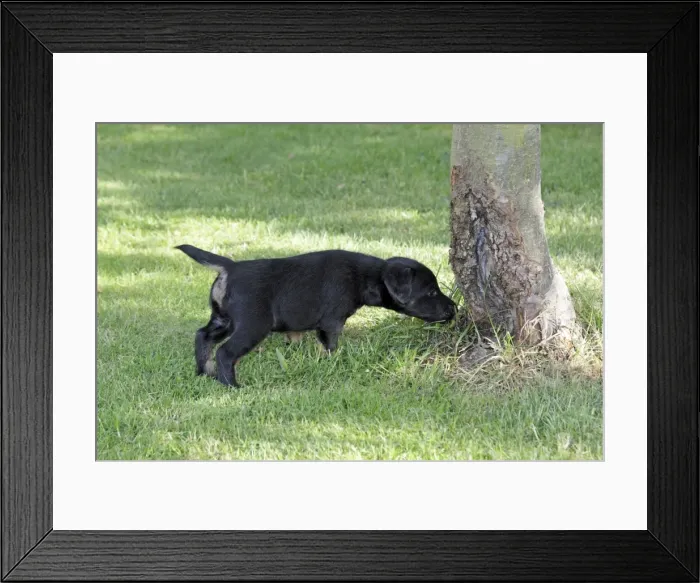 Framed Print : Dog - Westfalia / Westfalen Terrier - puppy sniffing at tree stem in garden, Lower Saxony, Germany Framed Print : Dog - Westfalia / Westfalen Terrier - puppy sniffing at tree stem in garden, Lower Saxony, Germany