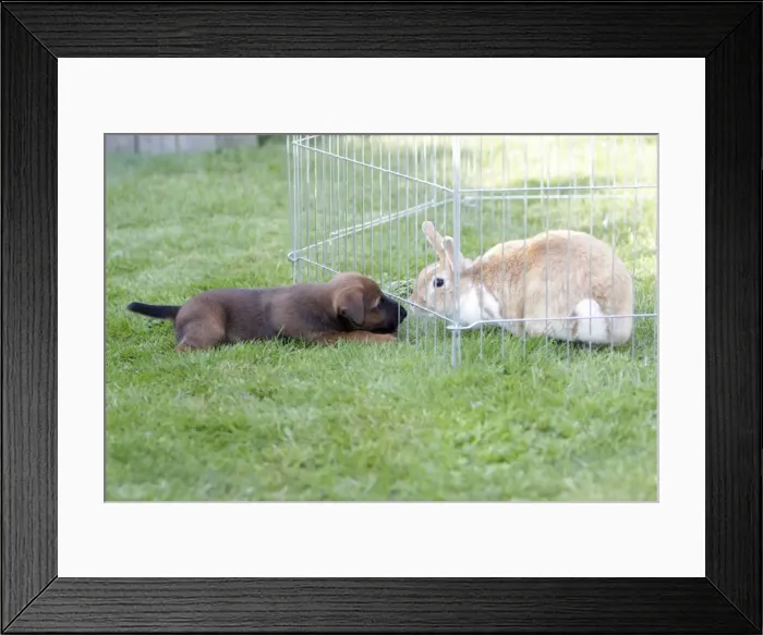 Framed Print : Dog - Westfalia  /  Westfalen Terrier - puppy playing with pet rabbit, Lower Saxony, Germany