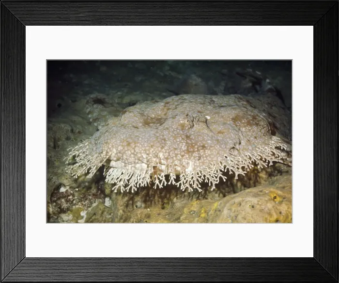 Framed Print : Tasselled Wobbegong Shark Framed Print : Tasselled Wobbegong Shark