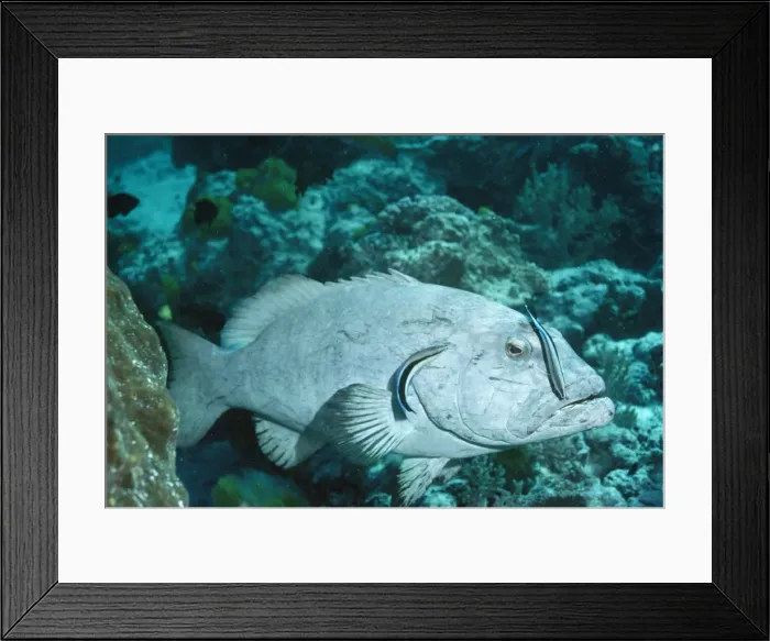 Framed Print : Cleaner Fish - on Coral Cod Great Barrier Reef. Australia Framed Print : Cleaner Fish - on Coral Cod Great Barrier Reef. Australia