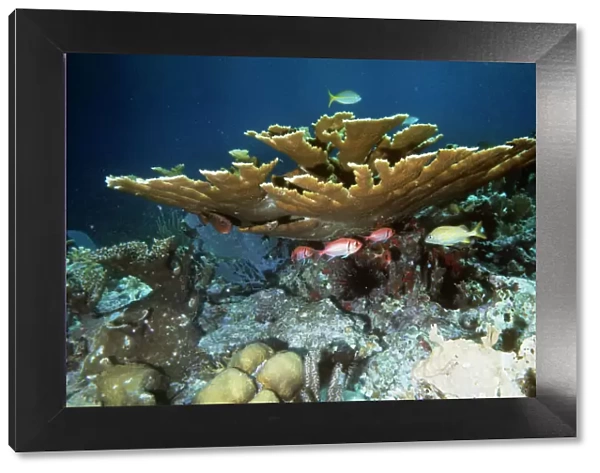 Staghorn  /  Elkhorn Coral