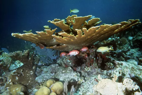 Staghorn  /  Elkhorn Coral