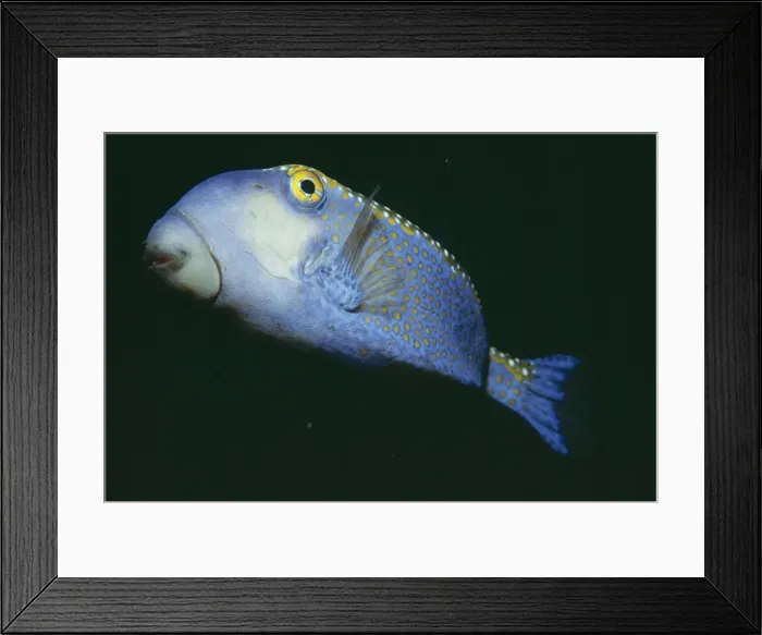Framed Print : Box Fish Indo Pacific Framed Print : Box Fish Indo Pacific