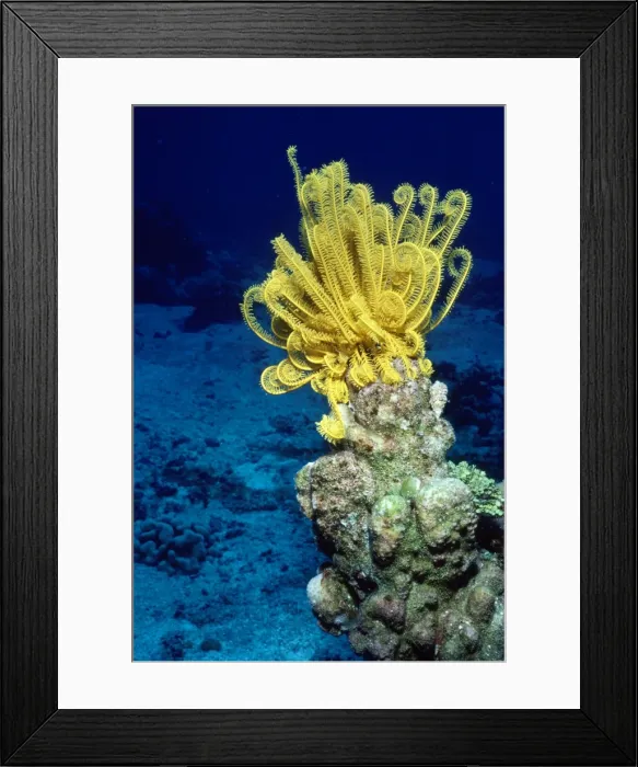 Framed Print : Feather Starfish Indo Pacific Framed Print : Feather Starfish Indo Pacific