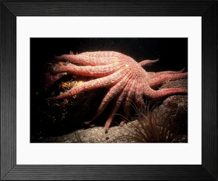 Framed Print : Giant Starfish - cold water Pacific Canada Framed Print : Giant Starfish - cold water Pacific Canada