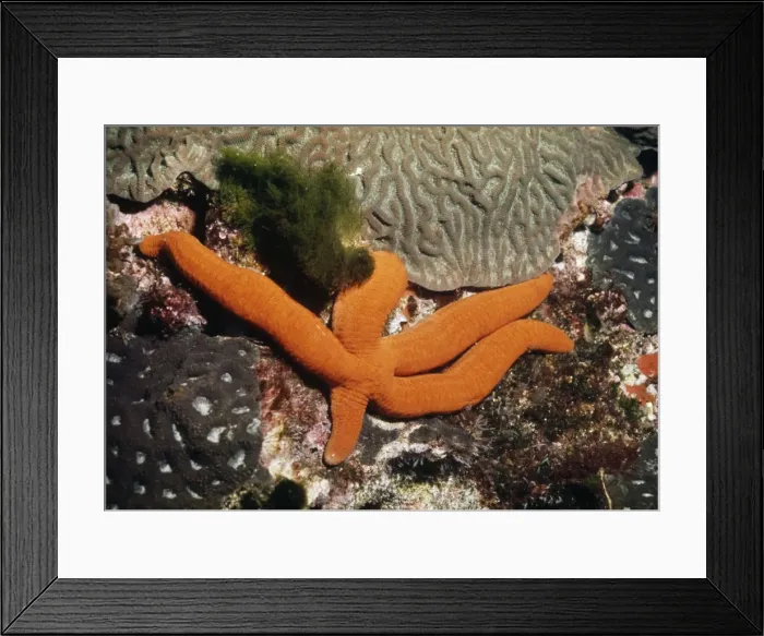 Framed Print : Starfish - showing leg regeneration Great Barrier Reef, Australia Framed Print : Starfish - showing leg regeneration Great Barrier Reef, Australia