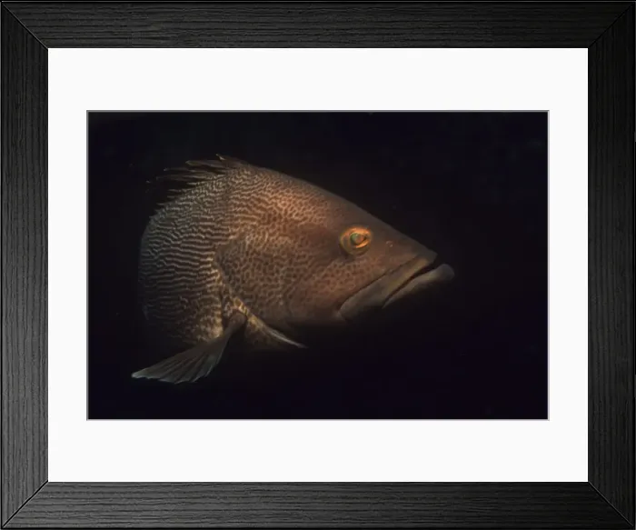 Framed Print : Maori Cod - Great Barier Reef - Heron Island - Australia Framed Print : Maori Cod - Great Barier Reef - Heron Island - Australia