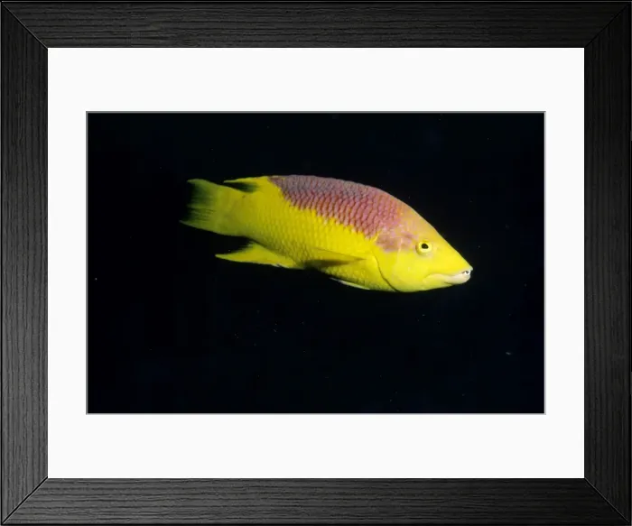 Framed Print : Spanish Hogfish Caribbean Framed Print : Spanish Hogfish Caribbean