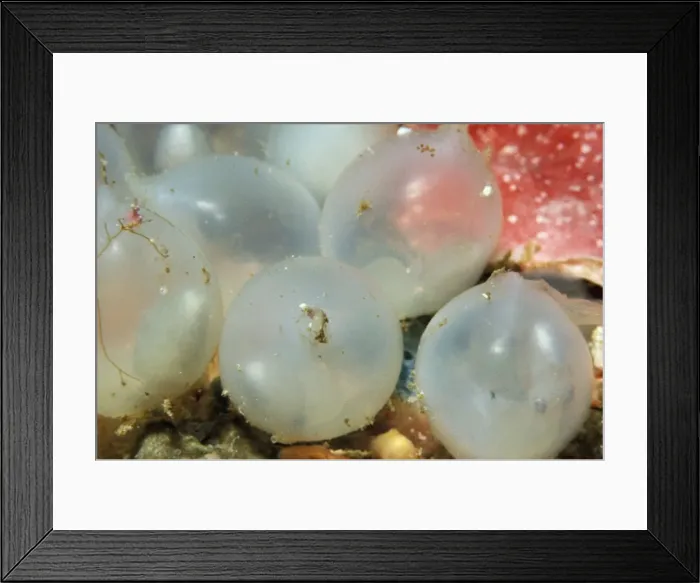 Framed Print : Cuttlfish eggs Framed Print : Cuttlfish eggs