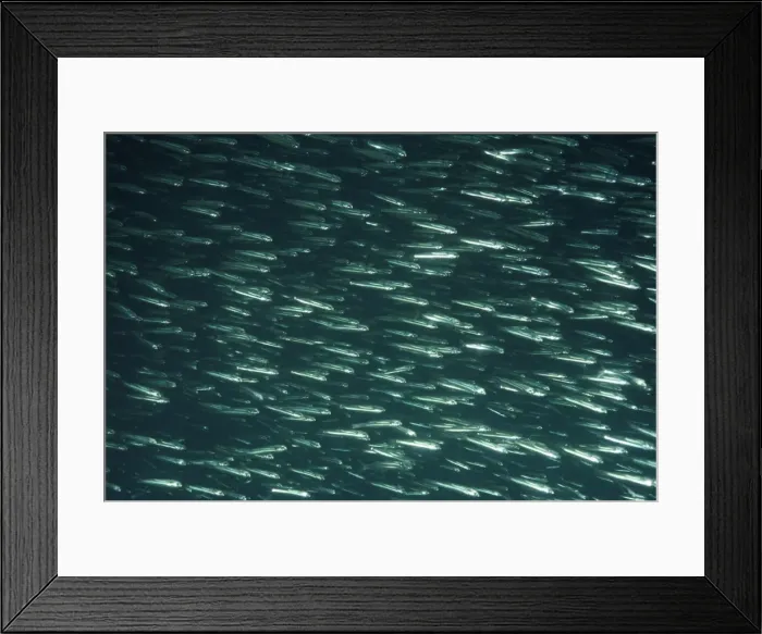 Framed Print : Herrings Carribbean Framed Print : Herrings Carribbean