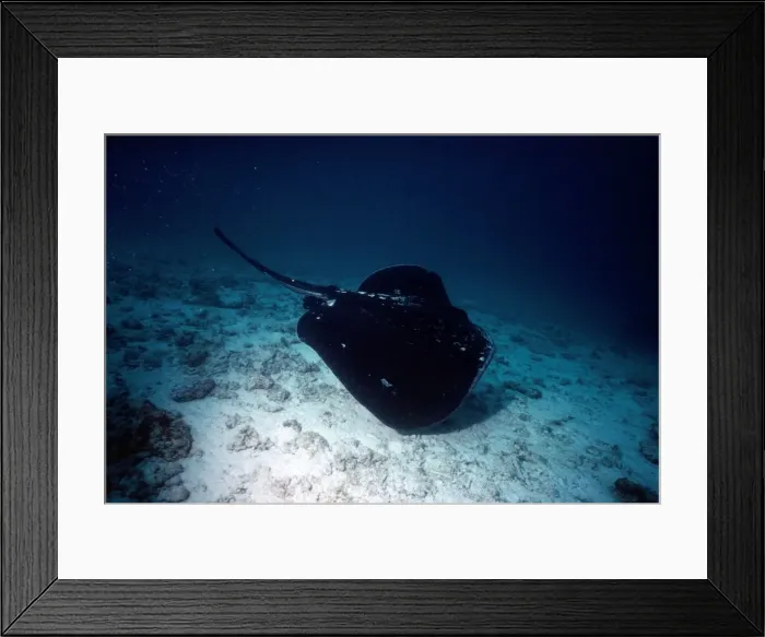 Framed Print : Black Stingray  /  Cowtail ray - and alternative Latin is Pastinachus sephen
