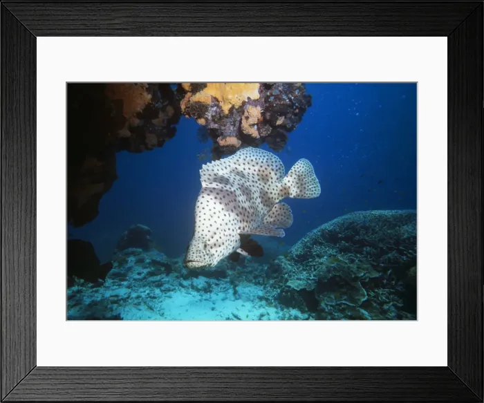 Framed Print : Barramundi Cod / Humpback grouper / Panther grouper & Polka-dot Grouper Great Barrier Reef Framed Print : Barramundi Cod / Humpback grouper / Panther grouper & Polka-dot Grouper Great Barrier Reef