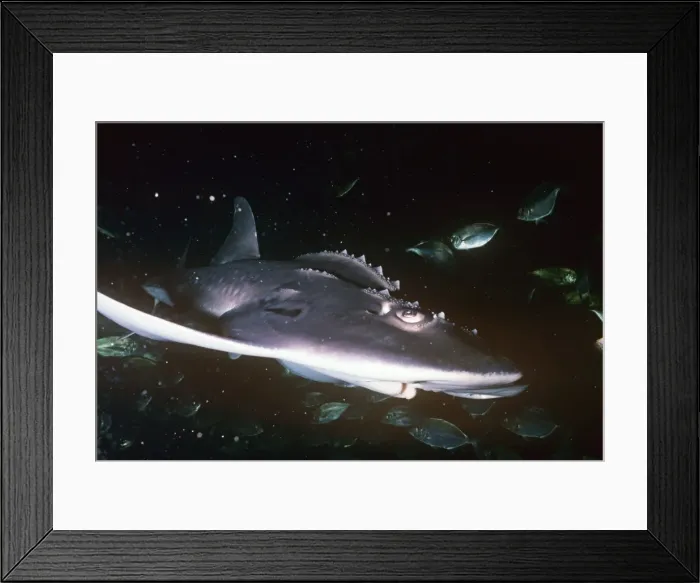 Framed Print : Bowmouth guitarfish swimming - Also known as: Sharkfin guitarfish, shark ray and mud skate South West Pacific Framed Print : Bowmouth guitarfish swimming - Also known as: Sharkfin guitarfish, shark ray and mud skate South West Pacific