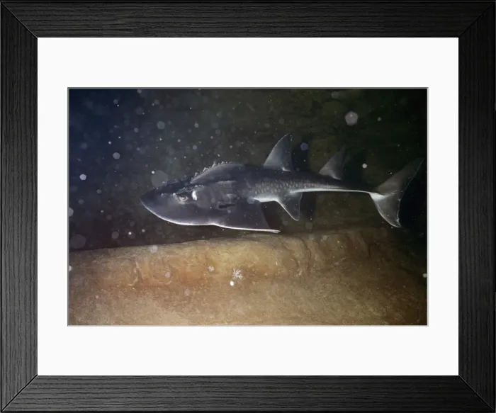 Framed Print : Bowmouth Guitarfish - also known as: Sharkfin Guitarfish, Shark Ray and Mud Skate South West Pacific Framed Print : Bowmouth Guitarfish - also known as: Sharkfin Guitarfish, Shark Ray and Mud Skate South West Pacific
