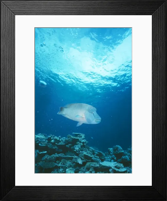 Framed Print : Napolean Humphead Wrasse / Maori Wrasse / Napolean Fish Male, Coral Sea, Pacific Framed Print : Napolean Humphead Wrasse / Maori Wrasse / Napolean Fish Male, Coral Sea, Pacific