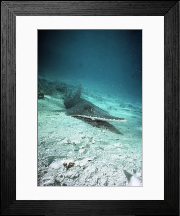 Framed Print : Giant Guitarfish Great Barrier Reef, Australia Framed Print : Giant Guitarfish Great Barrier Reef, Australia