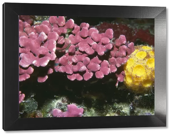 Encrusting coralline Algae and Yellow Sponge - Indonesia