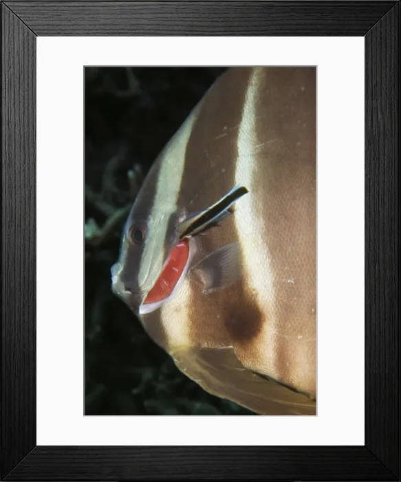 Framed Print : Platax Teira with Cleaner Wrasse - Indo pacific - Australia Framed Print : Platax Teira with Cleaner Wrasse - Indo pacific - Australia