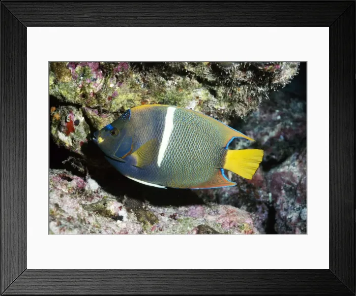 Framed Print : King Angel Fish VT 5436 E. Pacific Cocos Is. Holacanthus passer © Ron and Valerie Taylor / ARDEA LONDON Framed Print : King Angel Fish VT 5436 E. Pacific Cocos Is. Holacanthus passer © Ron and Valerie Taylor / ARDEA LONDON