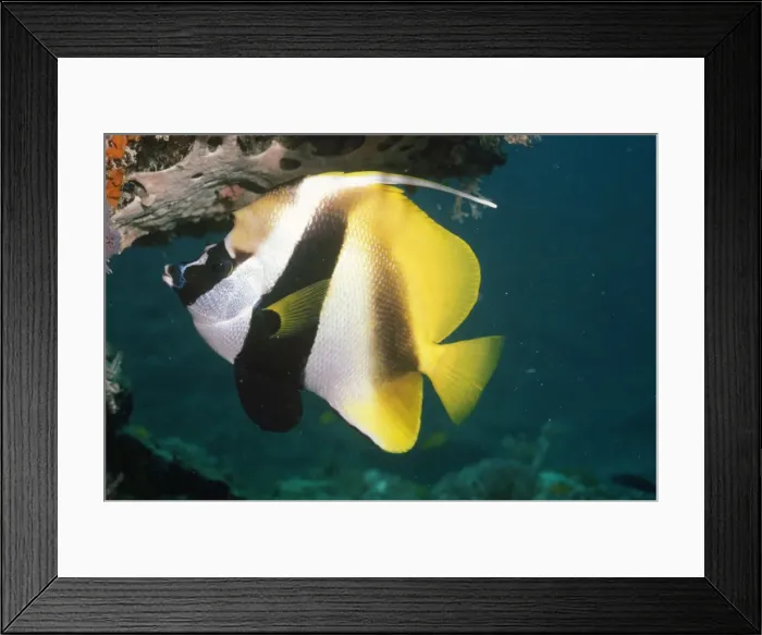 Framed Print : Masked Banner Fish Distribution: Great Barrier Reef, Indo Pacific, Indonesia Framed Print : Masked Banner Fish Distribution: Great Barrier Reef, Indo Pacific, Indonesia