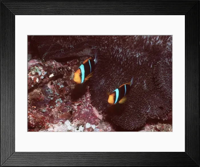 Framed Print : Anemone Fish - pair, female is larger of the two Framed Print : Anemone Fish - pair, female is larger of the two