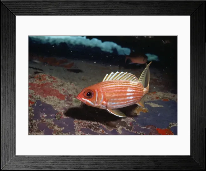 Framed Print : Squirrel Fish Caribbean Framed Print : Squirrel Fish Caribbean