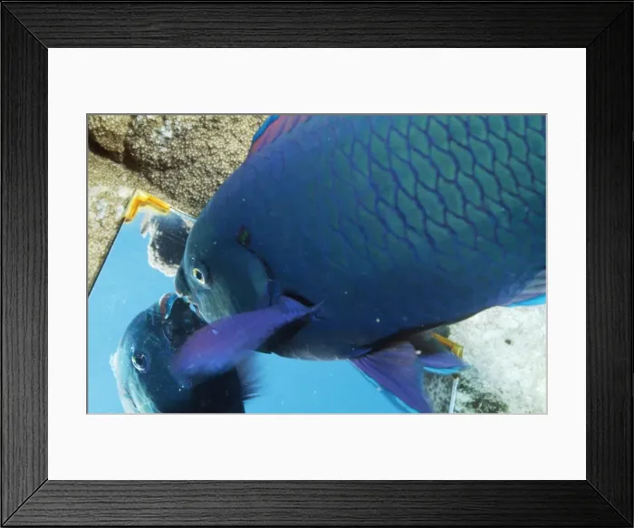 Framed Print : Parrot Fish - looking in mirror Framed Print : Parrot Fish - looking in mirror