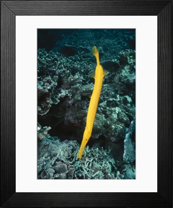 Framed Print : Trumpet Fish In hunting position. Great Barrier Reef Indo Pacific Framed Print : Trumpet Fish In hunting position. Great Barrier Reef Indo Pacific