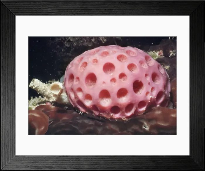 Framed Print : Sponge Great Barrier Reef Framed Print : Sponge Great Barrier Reef