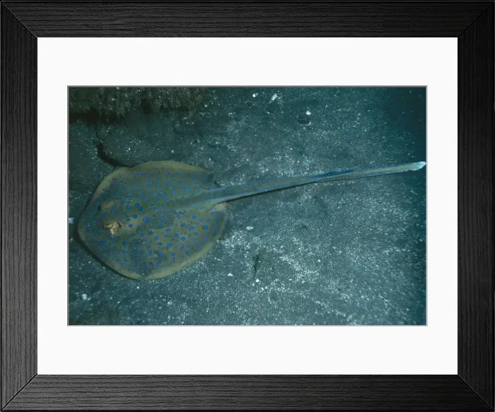 Framed Print : Blue-spotted Stingray Indo Pacific Framed Print : Blue-spotted Stingray Indo Pacific