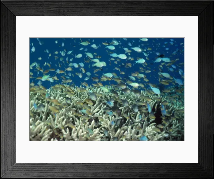 Framed Print : Damsel Fish Indo Pacific, Papua New Guinea Framed Print : Damsel Fish Indo Pacific, Papua New Guinea