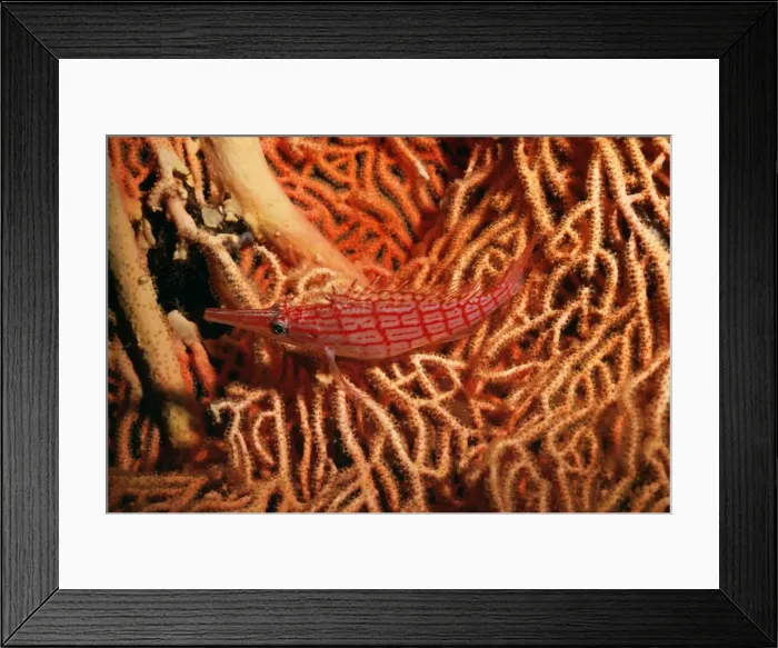 Framed Print : Hawkfish Indo-Pacific Framed Print : Hawkfish Indo-Pacific