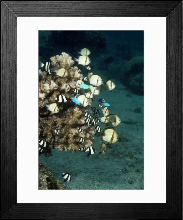 Framed Print : Humbug - Dascyllus aruanus & Dascyllus reticulatus Indo Pacific, Papua New Guinea Framed Print : Humbug - Dascyllus aruanus & Dascyllus reticulatus Indo Pacific, Papua New Guinea