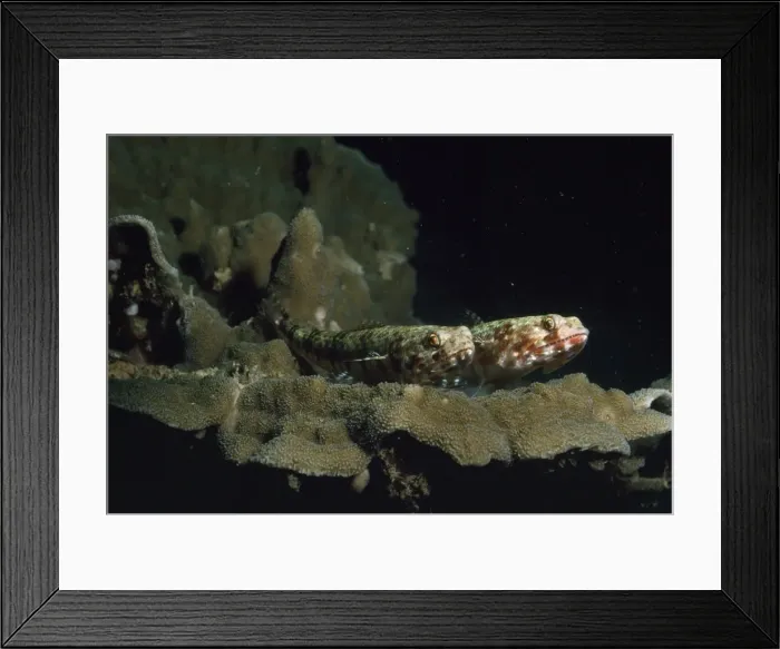 Framed Print : Banded / Dragon Goby Indo Pacific Framed Print : Banded / Dragon Goby Indo Pacific