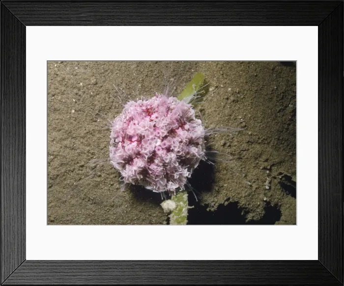 Framed Print : Flower Urchin - toxic Papua New Guinea Framed Print : Flower Urchin - toxic Papua New Guinea