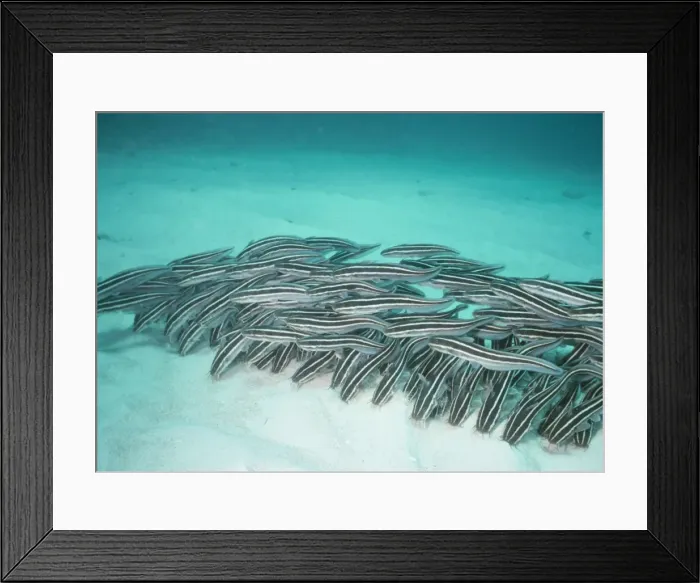 Framed Print : Catfish VT 5863 Venomous Indo Pacific, Great Barrier Reef. © Ron & Valerie Taylor / ARDEA LONDON Framed Print : Catfish VT 5863 Venomous Indo Pacific, Great Barrier Reef. © Ron & Valerie Taylor / ARDEA LONDON