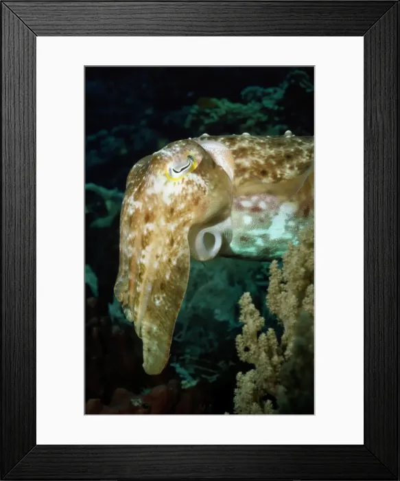 Framed Print : Cuttelfish - showing siphon Indonesia Framed Print : Cuttelfish - showing siphon Indonesia