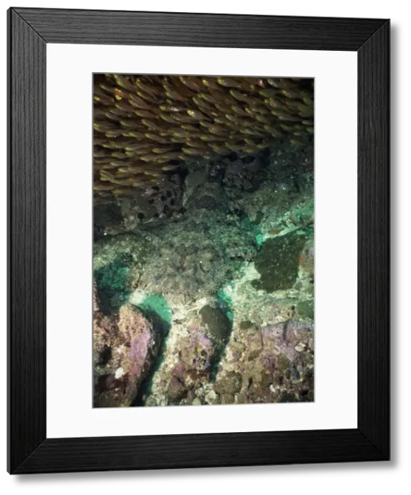 Framed Print : Tasselled Wobbegong Shark Papua New Guinea, Australia Framed Print : Tasselled Wobbegong Shark Papua New Guinea, Australia