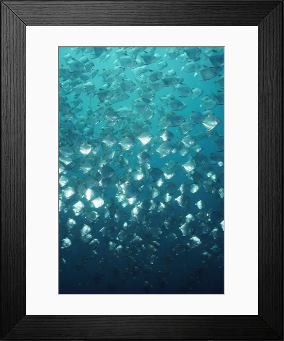 Framed Print : Diamond Fish South West Pacific, Papua New Guinea Framed Print : Diamond Fish South West Pacific, Papua New Guinea