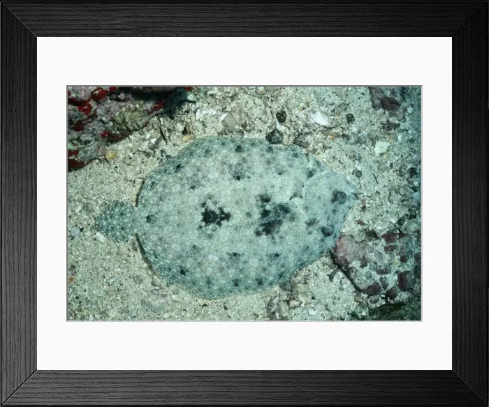 Framed Print : Left Eye Flounder VT 5572 Bothus mancus - Camouflage © Photographers Name ARDEA LONDON Framed Print : Left Eye Flounder VT 5572 Bothus mancus - Camouflage © Photographers Name ARDEA LONDON